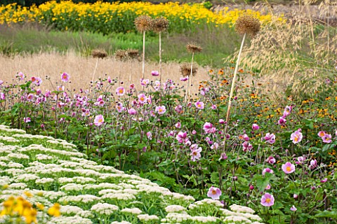 LAMPORT_HALL_NORTHAMPTONSHIRE_THE_WALLED_CUTTING_GARDEN__KITCHEN_GARDEN_PLANTING_OF_SEDUMS_ALLIUMS_A