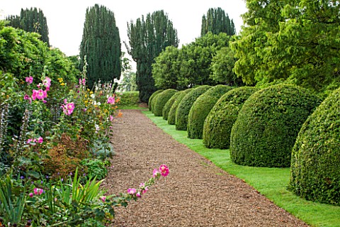 LAMPORT_HALL_NORTHAMPTONSHIRE_VIEW_ALONG_GRAVEL_PATH_WITH_BOX_DOMES_AND_BORDER_WITH_HOLLYHOCKS_SUMME
