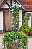 GREAT FOSTERS. SURREY:  TERRACOTTA CONTAINER IN THE COURTYARD PLANTED WITH IPOMOEA TRICOLOR HEAVENLY BLUE - ANNUAL, CLIMBER, CLIMBING, ANNUAL
