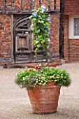 GREAT FOSTERS. SURREY:  TERRACOTTA CONTAINER IN THE COURTYARD PLANTED WITH IPOMOEA HEAVENLY BLUE, POT, ANNUAL, CLIMBER, CLIMBING, ANNUAL