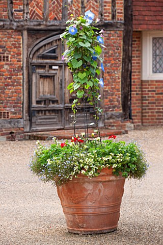 GREAT_FOSTERS_SURREY__TERRACOTTA_CONTAINER_IN_THE_COURTYARD_PLANTED_WITH_IPOMOEA_HEAVENLY_BLUE_POT_A
