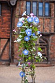 GREAT FOSTERS. SURREY:  TERRACOTTA CONTAINER IN THE COURTYARD PLANTED WITH IPOMOEA HEAVENLY BLUE. POT, ANNUAL, CLIMBER, CLIMBING, ANNUAL
