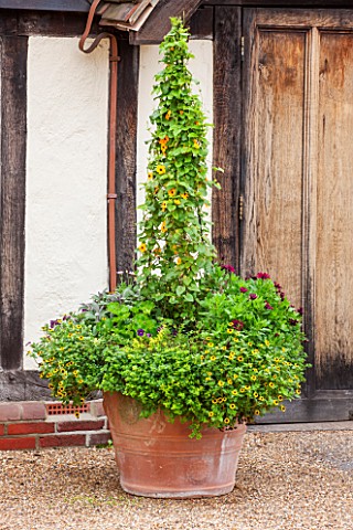 GREAT_FOSTERS_SURREY__TERRACOTTA_CONTAINER_IN_THE_COURTYARD_PLANTED_WITH_BLACK_EYED_SUSAN__THUNBERGI