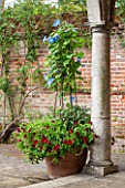 GREAT FOSTERS. SURREY:  TERRACOTTA CONTAINER ON TERRACE BESIDE SUMMERHOUSE PLANTED WITH RED PETUNIAS AND IPOMOEA HEAVENLY BLUE. POT, ANNUAL, CLIMBER, CLIMBING, ANNUAL