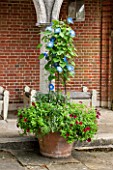 GREAT FOSTERS. SURREY:  TERRACOTTA CONTAINER ON TERRACE BESIDE SUMMERHOUSE PLANTED WITH RED PETUNIAS AND IPOMOEA HEAVENLY BLUE. POT, ANNUAL, CLIMBER, CLIMBING, ANNUAL