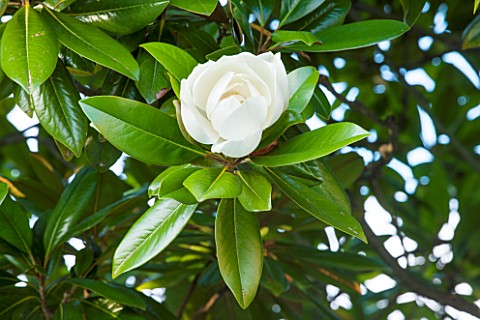 GREAT_FOSTERS_SURREY__CLOSE_UP_OF_MAGNOLIA_GRANDIFLORA__WHITE_CLIMBER_AUGUST_PLANT_PORTRAIT_FLOWER_W
