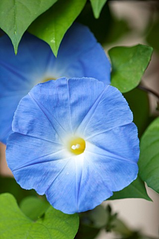 GREAT_FOSTERS_SURREY__CLOSE_UP_OF_BLUE_FLOWER_OF_IPOMOEA_TRICOLOR_HEAVENLY_BLUE__CLIMBER_AUGUST_PLAN