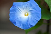 GREAT FOSTERS. SURREY:  CLOSE UP OF BLUE FLOWER OF IPOMOEA TRICOLOR HEAVENLY BLUE - CLIMBER, AUGUST, PLANT PORTRAIT, FLOWER, BLUE
