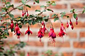 GREAT FOSTERS. SURREY:  CLOSE UP OF FLOWER OF FUCHSIA MAGELLANICA VAR GRACILIS - PLANT PORTRAIT, HANGING, ARCHING, RED, PINK, PLANT PORTRAIT