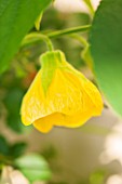 SEZINCOTE, GLOUCESTERSHIRE: YELLOW FLOWER OF AN ABUTILON IN THE ORANGERY