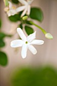 SEZINCOTE, GLOUCESTERSHIRE: WHITE FLOWER OF JASMINE - JASMINUM GRANDIFLORUM IN THE ORANGERY