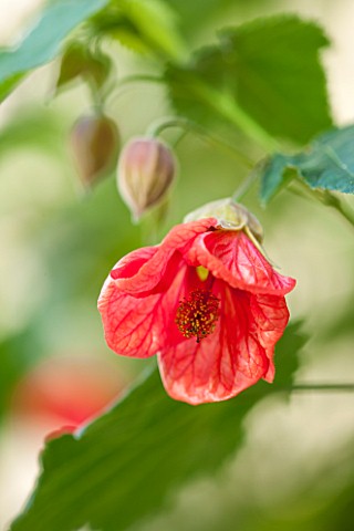 SEZINCOTE_GLOUCESTERSHIRE_RED_FLOWER_OF_AN_ABUTILON_IN_THE_ORANGERY