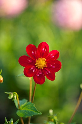 RHS_GARDEN_WISLEY_SURREY_CLOSE_UP_OF_THE_FLOWER_OF_RED_AND_WHITE_DAHLIA___DAHLIA_TRELYN_CRIMSON___PL