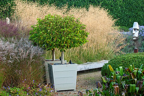 SURREY_GARDEN_DESIGNED_BY_ANTHONY_PAUL_CLIPPED_MOPHEADS_IN_WOODEN_CONTAINERS_WITH_STIPA_GIGANTEA_BEH