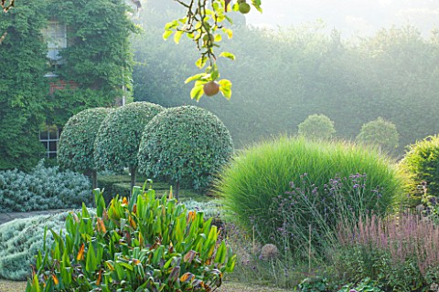 SURREY_GARDEN_DESIGNED_BY_ANTHONY_PAUL_MISTY_MORNING_WITH_CLIPPED_PRUNUS_LUSITANICA__PORTUGAL_LAUREL