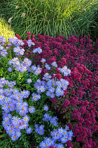SURREY_GARDEN_DESIGNED_BY_ANTHONY_PAUL_SEDUMS_AND_ASTER_FRIKARTII_MONCH__PLANT_COMBINATION_PLANT_ASS