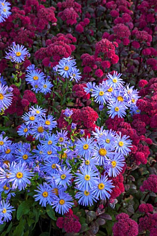 SURREY_GARDEN_DESIGNED_BY_ANTHONY_PAUL_SEDUMS_AND_ASTER_FRIKARTII_MONCH__PLANT_COMBINATION_PLANT_ASS