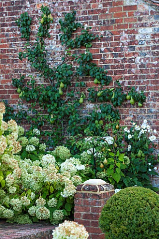 SURREY_GARDEN_DESIGNED_BY_ANTHONY_PAUL_ESPALIERED_APPLE_TREE_ON_BRICK_WALL__SUMMER_COUNTRY_GARDEN_SE