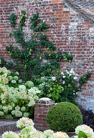 SURREY_GARDEN_DESIGNED_BY_ANTHONY_PAUL_ESPALIERED_APPLE_TREE_ON_BRICK_WALL__SUMMER_COUNTRY_GARDEN_SE