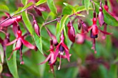 RHS GARDEN, WISLEY: CLOSE UP OF FUCHSIA DYING EMBERS - AGM - DECIDUOUS, SHRUB, PLANT PORTRAIT, HANGING, DANGLING
