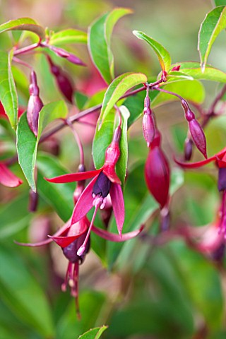 RHS_GARDEN_WISLEY_CLOSE_UP_OF_FUCHSIA_DYING_EMBERS__AGM__DECIDUOUS_SHRUB_PLANT_PORTRAIT_HANGING_DANG