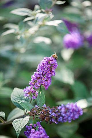 RHS_GARDEN_WISLEY_CLOSE_UP_OF_BUDDLEJA_X_DAVIDII_BLUE_CHIP__LO_AND_BEHOLD_SERIES___BUTTERFLY_BUSH_SU