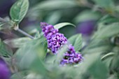 RHS GARDEN, WISLEY: CLOSE UP OF BUDDLEJA X DAVIDII BLUE CHIP ( LO AND BEHOLD SERIES ) - BUTTERFLY BUSH, SUMMER, PLANT PORTRAIT, PURPLE, DECIDUOUS, SHRUB, SINGLE, FLOWER