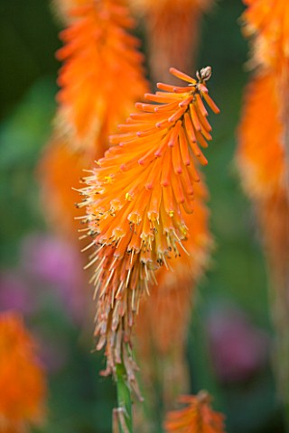 RHS_GARDEN_WISLEY_CLOSE_UP_OF_ORANGE_FLOWER_OF_KNIPHOFIA_FIREFLY__RED_HOT_POKER__PERENNIAL_SUMMER_PL