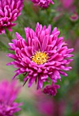 THE PICTON GARDEN AND OLD COURT NURSERIES, WORCESTERSHIRE: RED / PINK FLOWER OF ASTER NOVI - BELGII BRIGHTEST AND BEST - SINGLE, PLANT PORTRAIT, AUTUMN, SEPTEMBER, DAISY