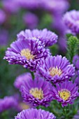 THE PICTON GARDEN AND OLD COURT NURSERIES, WORCESTERSHIRE: PURPLE / VIOLET FLOWERS OF ASTER NOVI - BELGII COOMBE ROSEMARY - SINGLE, PLANT PORTRAIT, AUTUMN, SEPTEMBER, DAISY