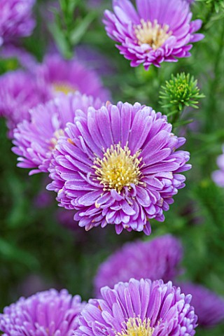 THE_PICTON_GARDEN_AND_OLD_COURT_NURSERIES_WORCESTERSHIRE_PURPLE__VIOLET_FLOWERS_OF_ASTER_NOVI__BELGI