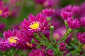 THE PICTON GARDEN AND OLD COURT NURSERIES, WORCESTERSHIRE: RED /  PINK FLOWERS OF ASTER NOVI - BELGII WINSTON S CHURCHILL - DAISY, PLANT PORTRAIT, AUTUMN, SEPTEMBER, MICHAELMAS