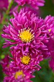 THE PICTON GARDEN AND OLD COURT NURSERIES, WORCESTERSHIRE: RED /  PINK FLOWERS OF ASTER NOVI - BELGII WINSTON S CHURCHILL - DAISY, PLANT PORTRAIT, AUTUMN, SEPTEMBER, MICHAELMAS