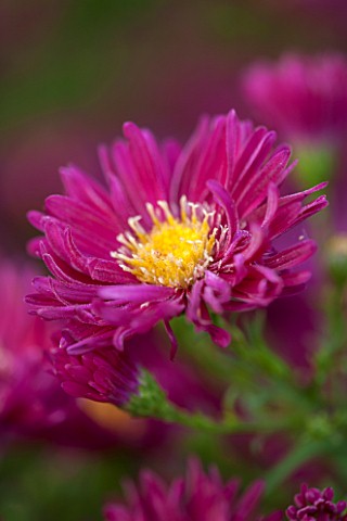 THE_PICTON_GARDEN_AND_OLD_COURT_NURSERIES_WORCESTERSHIRE_RED___PINK_FLOWERS_OF_ASTER_NOVI__BELGII_WI