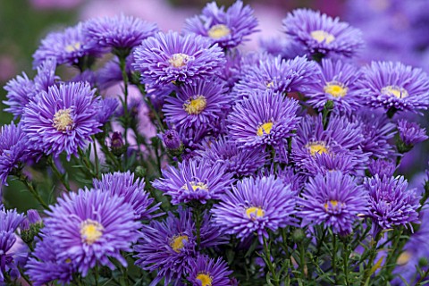 THE_PICTON_GARDEN_AND_OLD_COURT_NURSERIES_WORCESTERSHIRE_BLUE_FLOWER_OF_ASTER_NOVI__BELGII_PERCY_THR