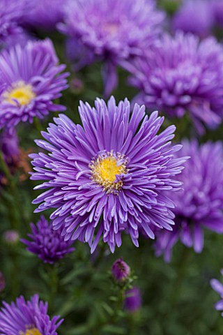 THE_PICTON_GARDEN_AND_OLD_COURT_NURSERIES_WORCESTERSHIRE_BLUE_FLOWERS_OF_ASTER_NOVI__BELGII_PERCY_TH