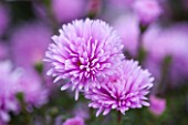 THE PICTON GARDEN AND OLD COURT NURSERIES, WORCESTERSHIRE: PINK FLOWERS OF ASTER NOVI - BELGII COOMBE MARGARET - DAISY, PLANT PORTRAIT, AUTUMN, SEPTEMBER, MICHAELMAS