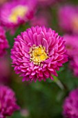 THE PICTON GARDEN AND OLD COURT NURSERIES, WORCESTERSHIRE: PINK/ RED FLOWERS OF ASTER NOVI - BELGII PETER CHISWELL - DAISY, PLANT PORTRAIT, AUTUMN, SEPTEMBER, MICHAELMAS