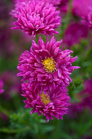 THE_PICTON_GARDEN_AND_OLD_COURT_NURSERIES_WORCESTERSHIRE_PINK_RED_FLOWERS_OF_ASTER_NOVI__BELGII_BRIG