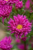THE PICTON GARDEN AND OLD COURT NURSERIES, WORCESTERSHIRE: PINK/ RED FLOWERS OF ASTER NOVI - BELGII BRIGHTEST AND BEST - DAISY, PLANT PORTRAIT, AUTUMN, SEPTEMBER, MICHAELMAS