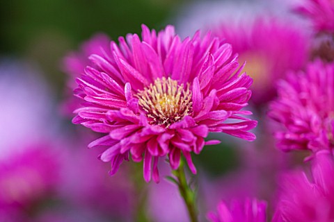 THE_PICTON_GARDEN_AND_OLD_COURT_NURSERIES_WORCESTERSHIRE_PINK_RED_FLOWERS_OF_ASTER_NOVI__BELGII_JANE