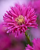 THE PICTON GARDEN AND OLD COURT NURSERIES, WORCESTERSHIRE: PINK/ RED FLOWERS OF ASTER NOVI - BELGII JANET WATTS - DAISY, PLANT PORTRAIT, AUTUMN, SEPTEMBER, MICHAELMAS