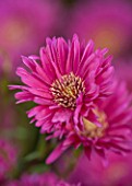 THE PICTON GARDEN AND OLD COURT NURSERIES, WORCESTERSHIRE: PINK/ RED FLOWERS OF ASTER NOVI - BELGII JANET WATTS - DAISY, PLANT PORTRAIT, AUTUMN, SEPTEMBER, MICHAELMAS