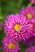 THE PICTON GARDEN AND OLD COURT NURSERIES, WORCESTERSHIRE: PINK/ RED FLOWERS OF ASTER NOVI - BELGII ROYAL RUBY - DAISY, PLANT PORTRAIT, AUTUMN, SEPTEMBER, MICHAELMAS