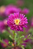 THE PICTON GARDEN AND OLD COURT NURSERIES, WORCESTERSHIRE: PINK/ RED FLOWERS OF ASTER NOVI - BELGII WINSTON S CHURCHILL - DAISY, PLANT PORTRAIT, AUTUMN, SEPTEMBER, MICHAELMAS