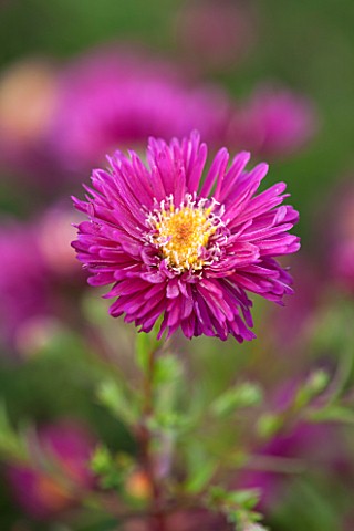 THE_PICTON_GARDEN_AND_OLD_COURT_NURSERIES_WORCESTERSHIRE_PINK_RED_FLOWERS_OF_ASTER_NOVI__BELGII_WINS
