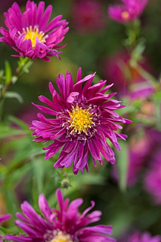 THE_PICTON_GARDEN_AND_OLD_COURT_NURSERIES_WORCESTERSHIRE_PINK_RED_FLOWERS_OF_ASTER_NOVI__BELGII_WINS