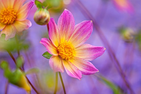 THE_PICTON_GARDEN_AND_OLD_COURT_NURSERIES_WORCESTERSHIRE_PINK_FLOWERS_OF_DAHLIA_BRIGHT_EYES__PERENNI