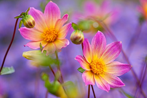 THE_PICTON_GARDEN_AND_OLD_COURT_NURSERIES_WORCESTERSHIRE_PINK_FLOWERS_OF_DAHLIA_BRIGHT_EYES__PERENNI