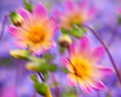 THE PICTON GARDEN AND OLD COURT NURSERIES, WORCESTERSHIRE: PINK FLOWERS OF DAHLIA BRIGHT EYES - SHOWING MOVEMENT BY WIND AND SLOW SHUTTER SPEED - PERENNIAL, SUMMER, SEPTEMBER